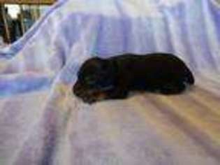 Mutt Puppy for sale in Ironton, OH, USA