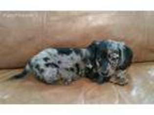 Dachshund Puppy for sale in Batesburg, SC, USA