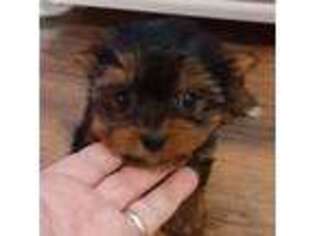 Yorkshire Terrier Puppy for sale in Danbury, NC, USA