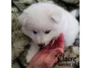 American Eskimo Dog Puppy for sale in Merlin, OR, USA