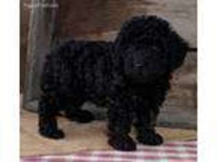 Mutt Puppy for sale in Belle Center, OH, USA