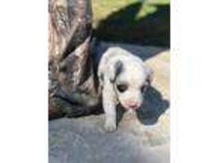 Miniature Australian Shepherd Puppy for sale in Keota, OK, USA