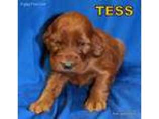 Irish Setter Puppy for sale in Excelsior Springs, MO, USA
