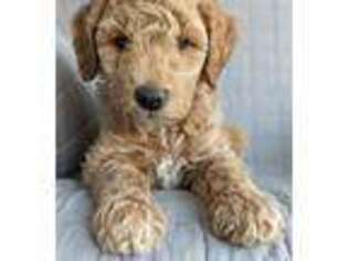 Goldendoodle Puppy for sale in Hamilton, MI, USA