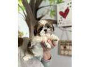 Mutt Puppy for sale in Gurnee, IL, USA