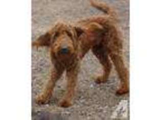 Goldendoodle Puppy for sale in ALEXANDRIA, MN, USA
