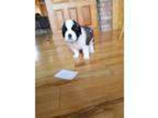 Saint Bernard Puppy for sale in Bethel, MO, USA