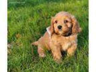 Cavachon Puppy for sale in Charles City, IA, USA