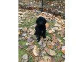 Mutt Puppy for sale in Green Bay, WI, USA