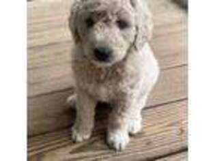 Mutt Puppy for sale in Baconton, GA, USA