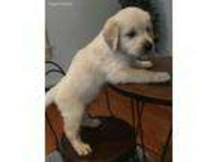 Golden Retriever Puppy for sale in Pickford, MI, USA