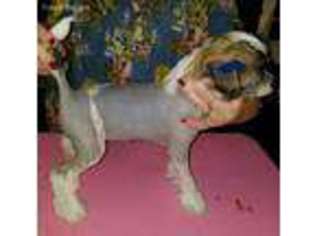 Chinese Crested Puppy for sale in Savannah, GA, USA
