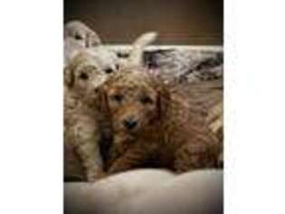 Goldendoodle Puppy for sale in Chepachet, RI, USA