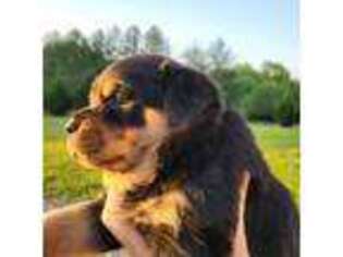 Rottweiler Puppy for sale in Reidsville, NC, USA