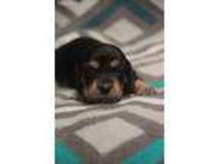 Dachshund Puppy for sale in Bellefontaine, OH, USA