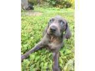 Weimaraner Puppy for sale in CLYDE, NY, USA