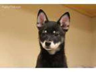 Alaskan Klee Kai Puppy for sale in Denison, IA, USA