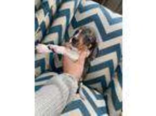 Dachshund Puppy for sale in Fresno, CA, USA