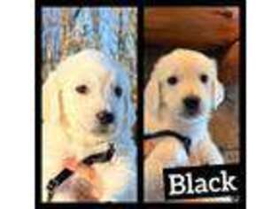 Mutt Puppy for sale in Lucas, OH, USA