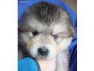 Native American Indian Dog Puppy for sale in Lakeview, OR, USA
