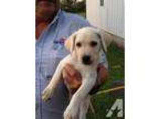 Labrador Retriever Puppy for sale in PURDY, MO, USA