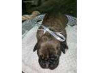 Boxer Puppy for sale in Chippewa Falls, WI, USA