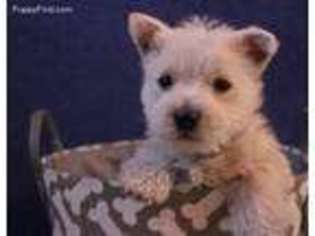 West Highland White Terrier Puppy for sale in Lamar, NE, USA
