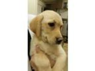 Labrador Retriever Puppy for sale in Pelham, NH, USA