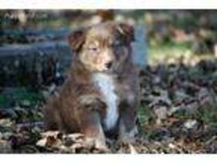Australian Shepherd Puppy for sale in Jasper, AL, USA
