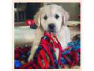 Mutt Puppy for sale in Kenosha, WI, USA