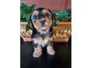 Yorkshire Terrier Puppy for sale in Mounds, OK, USA