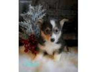 Pembroke Welsh Corgi Puppy for sale in Lawton, OK, USA
