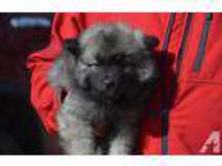Keeshond Puppy for sale in GRANT, NE, USA