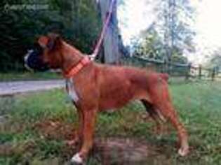 Boxer Puppy for sale in Ashland, KY, USA