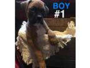 Boxer Puppy for sale in Berea, WV, USA