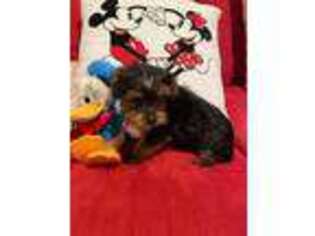 Yorkshire Terrier Puppy for sale in Newington, CT, USA