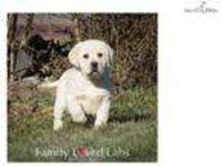 Labrador Retriever Puppy for sale in Minneapolis, MN, USA