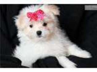 Maltipom Puppy for sale in Sioux Falls, SD, USA