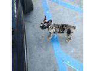 French Bulldog Puppy for sale in Oxnard, CA, USA