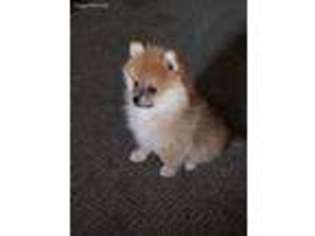 Pomeranian Puppy for sale in Chillicothe, OH, USA