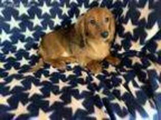Dachshund Puppy for sale in North Collins, NY, USA