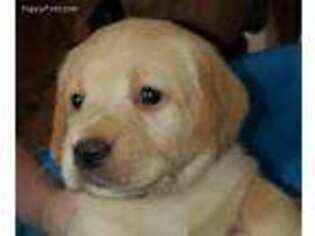 Labrador Retriever Puppy for sale in Toledo, WA, USA