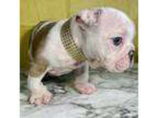 Bulldog Puppy for sale in Bethlehem, PA, USA