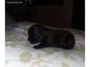 Brussels Griffon Puppy for sale in Roseburg, OR, USA