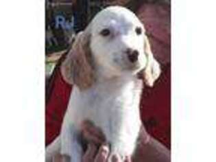 English Setter Puppy for sale in Danville, PA, USA