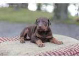 Doberman Pinscher Puppy for sale in Spring Grove, PA, USA