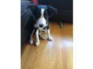 Border Collie Puppy for sale in Front Royal, VA, USA