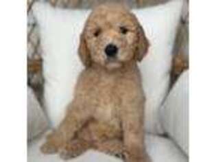 Goldendoodle Puppy for sale in Sterling, IL, USA