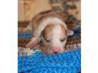 Pembroke Welsh Corgi Puppy for sale in Pleasanton, KS, USA