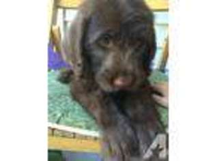 Labradoodle Puppy for sale in SUNSET, TX, USA